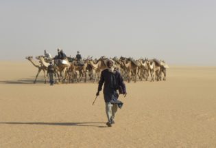 Camel driver in Northern Chad